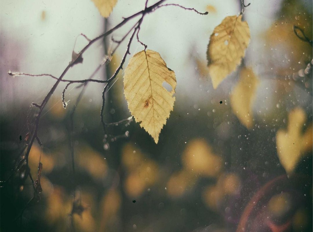 atalanta bergamo - bologna fc 1909 opstellingen